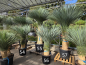 Preview: Yucca Rostrata 240 cm - genau den im Bild mit der Nr.55